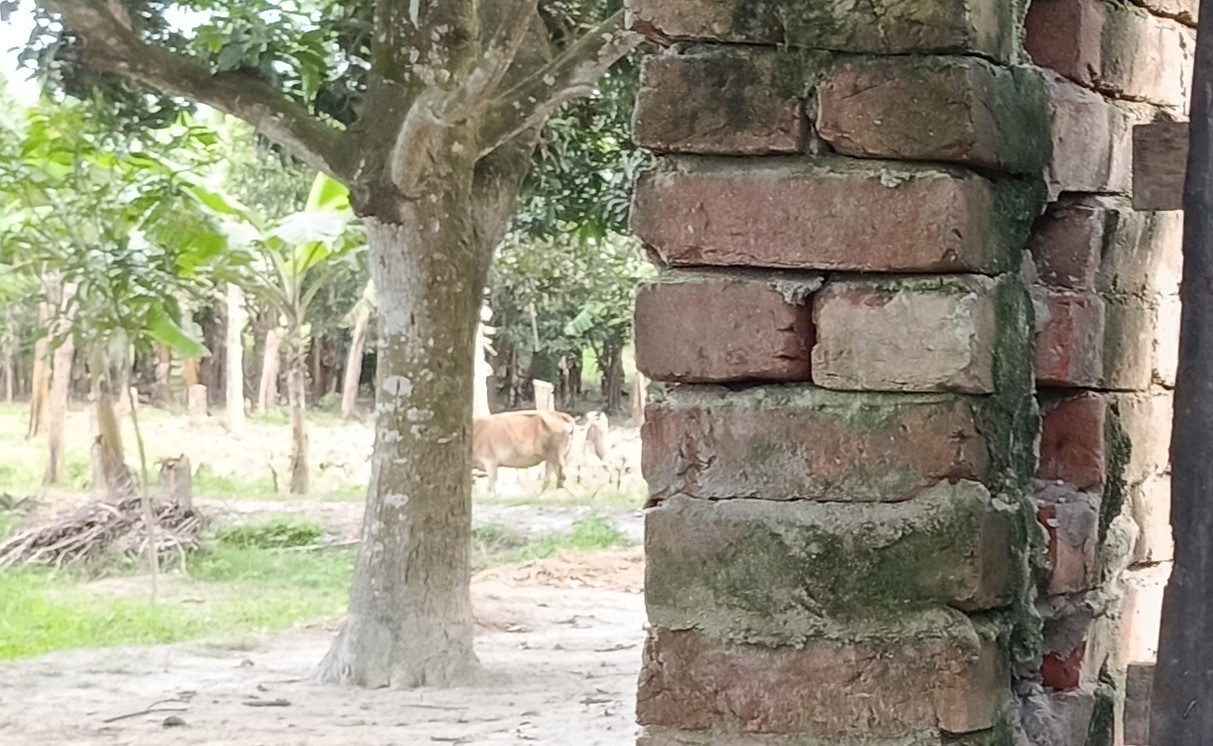 ফুলবাড়ীর দৌলতপুর ইউনিয়নে গরু চুরির হিড়িক