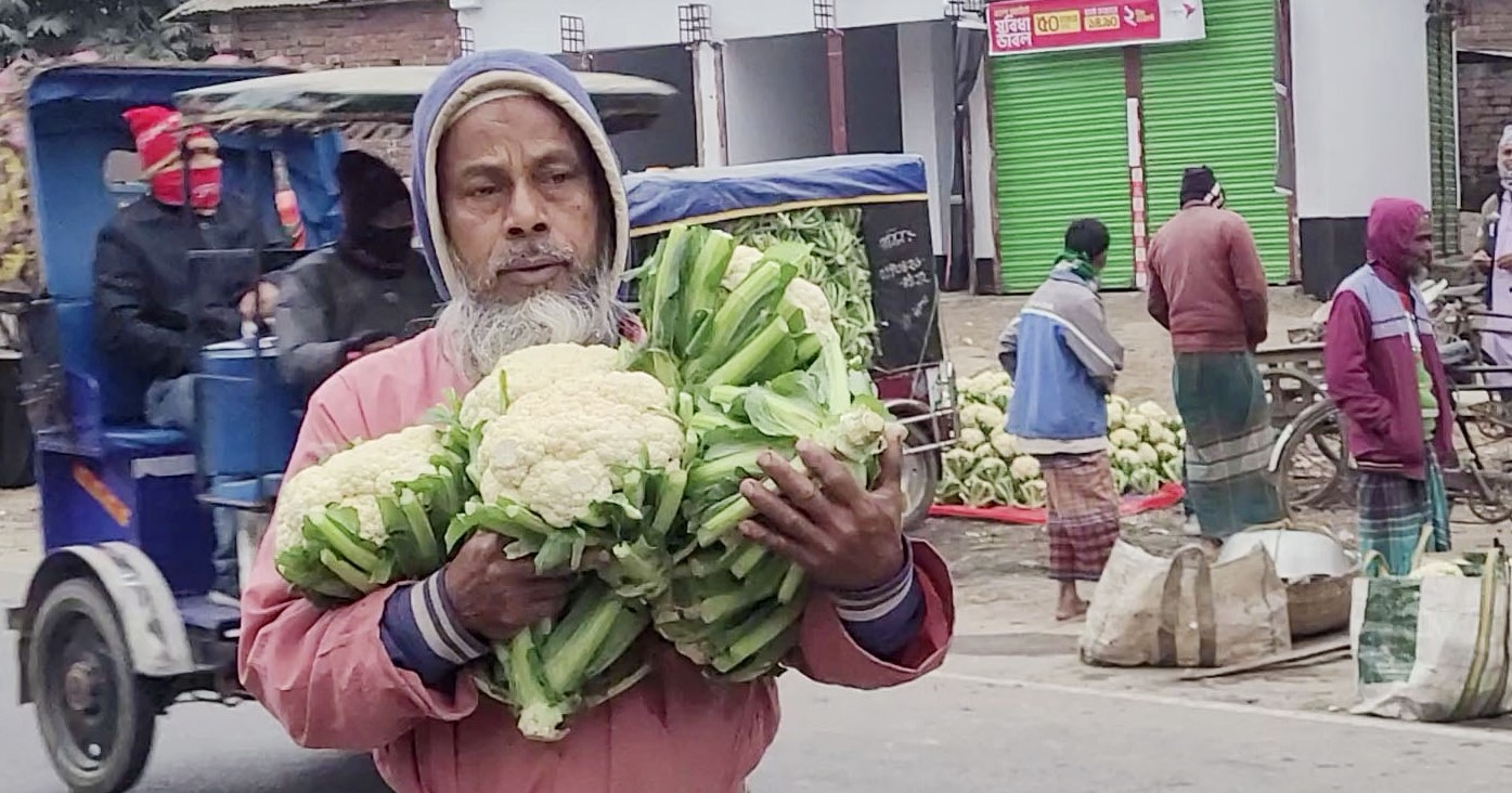 নওগাঁয় ফুলকপি বিক্রি হচ্ছে ২ টাকায়, চাষিদের মাথায় হাত