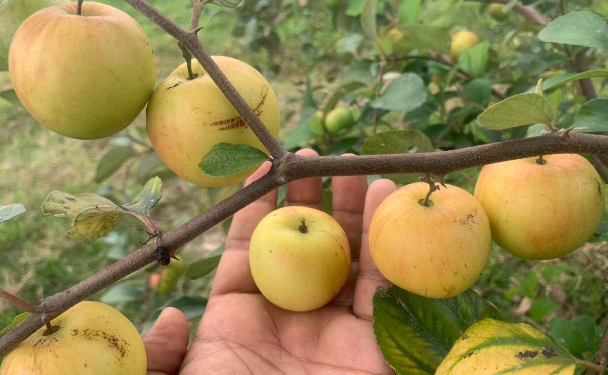 বাঞ্ছারামপুরের জিলানীর কুল চাষে বাজিমাৎ