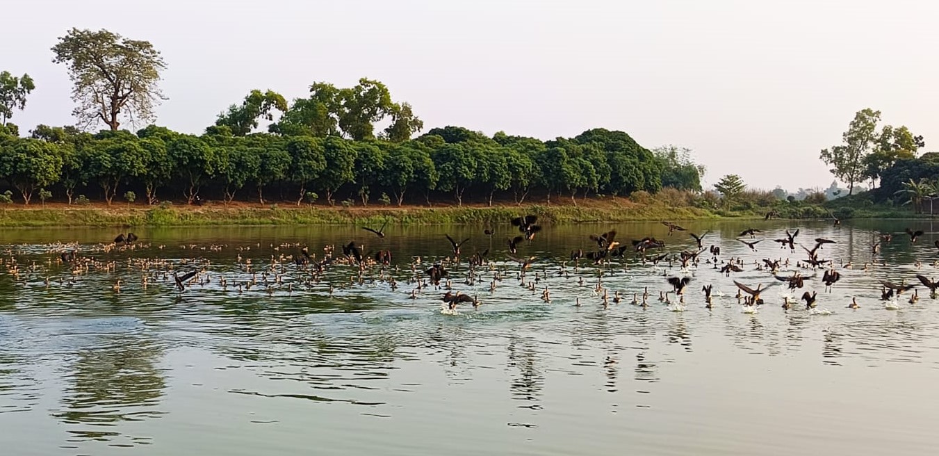 রাণীশংকৈলে অতিথি পাখির কলকাকলিতে মুখরিত রামরায় দিঘি 