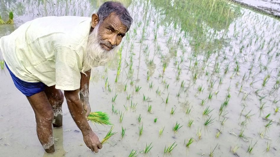 সোনাতলায় বোরো ধান রোপণে ব্যস্ত কৃষক