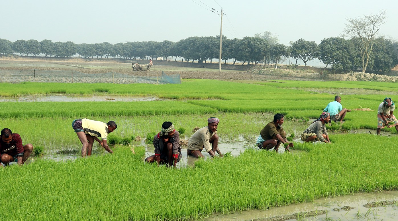 ফুলবাড়ীতে ফসলের মাঠে ব্যস্ত কৃষক