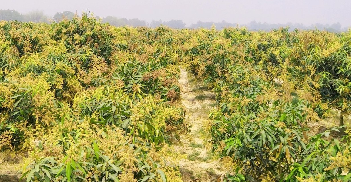 বসন্তের বাতাসে আমের মুকুলের ঘ্রাণ, স্বপ্ন বুনছেন চাষিরা