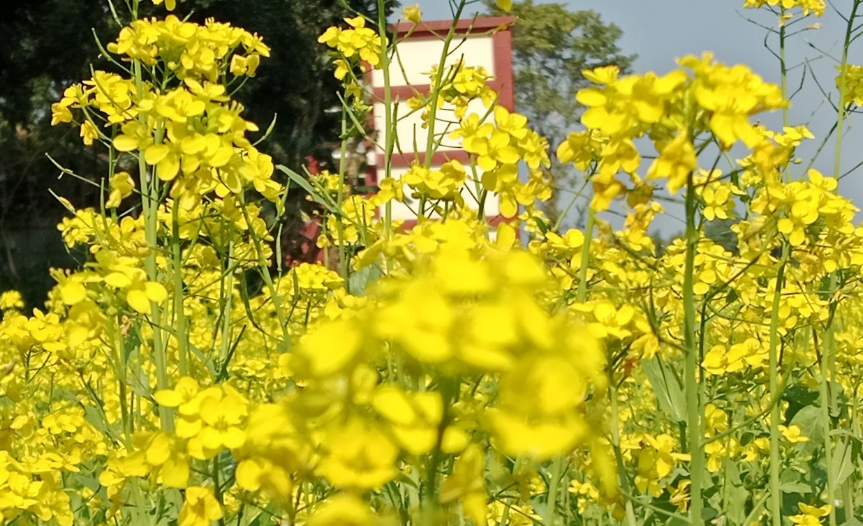 ফুলবাড়ীতে মাঠে মাঠে সরিষার হলুদ ফুলের সমারোহ 