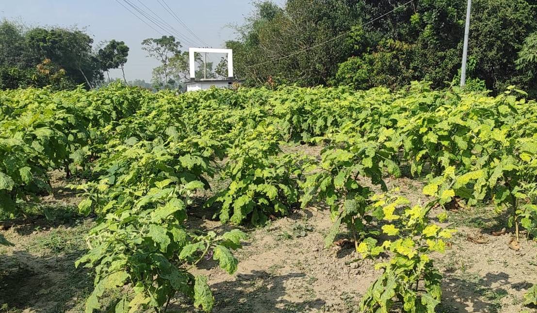 হরিপুরে বেগুন চাষে দিশেহারা কৃষক