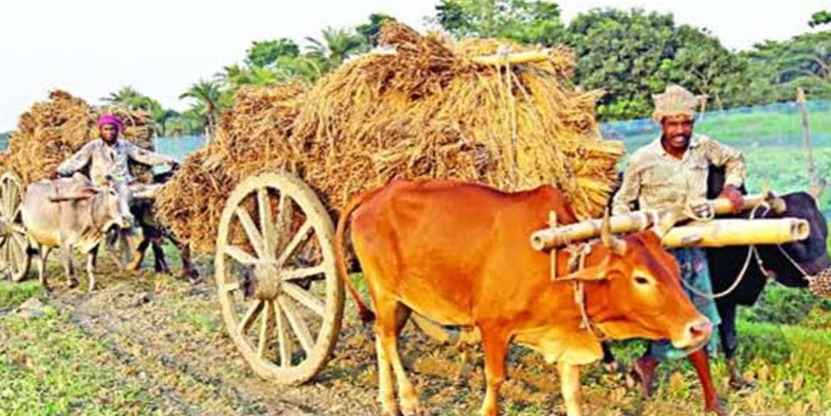 হারিয়ে যেতে বসেছে ঐতিহ্যবাহী গরুর গাড়ি