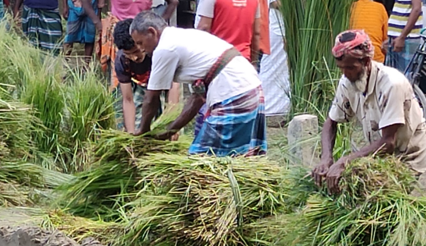 ভূঞাপুরে ঘাস বিক্রি করে জীবিকা নির্বাহ