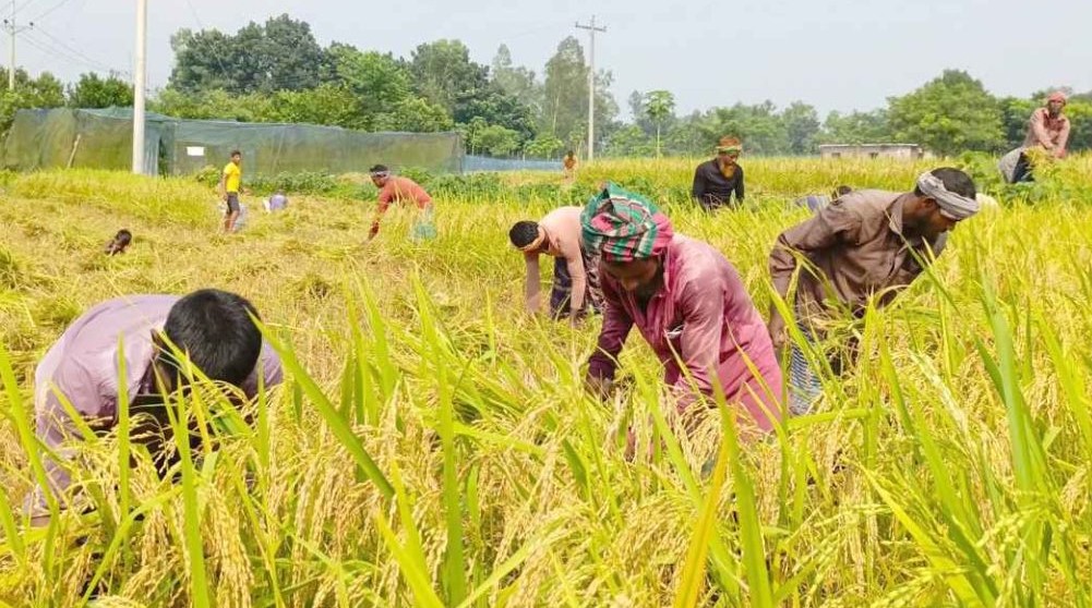 নবাবগঞ্জে হারিয়ে যাচ্ছে গ্রাম বাংলার ঐতিহ্য নবান্ন উৎসব