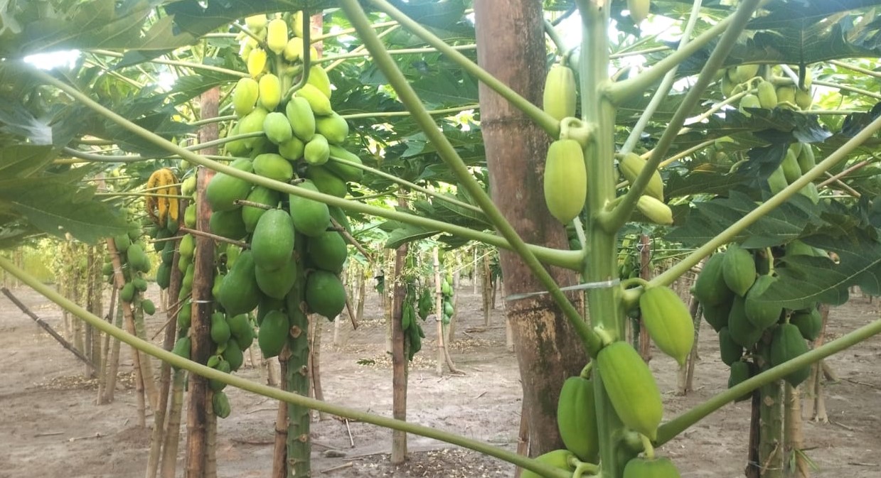 ধুনটে পেঁপে চাষ করে লাভবান সাদ্দাম বাবু