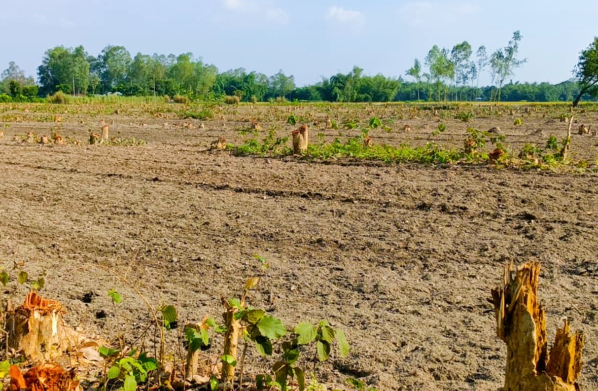 চিলাহাটিতে বন বিভাগের গাছ কর্তন, আটক-১