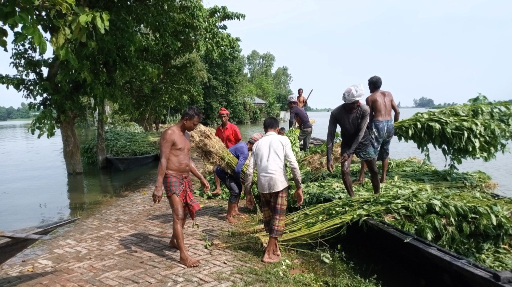 সোনাতলায় পাটের বাম্পার ফলনে হাঁসি কৃষকের মুখে