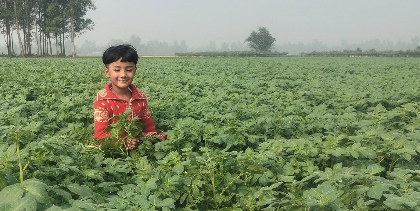 দিনাজপুরে আগাম জাতের আলুর বাম্পার ফলন