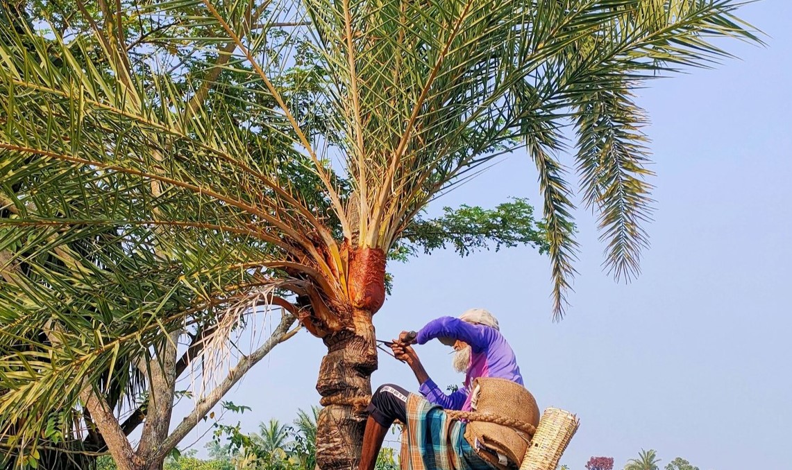 দক্ষিণাঞ্চলে কমছে খেজুর গাছ