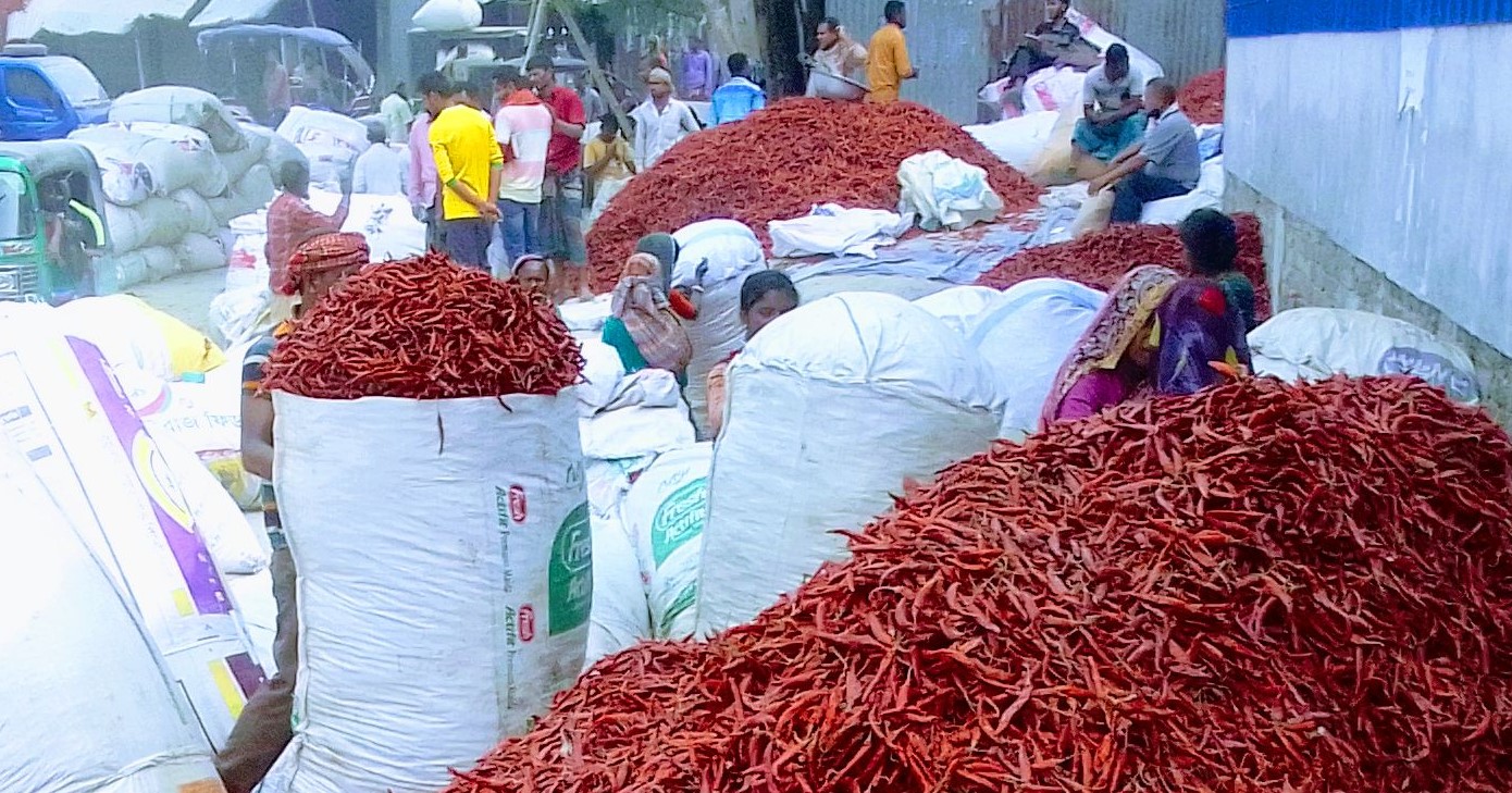 ফুলছড়ি চরের লাল মরিচের চাহিদা সারাদেশে