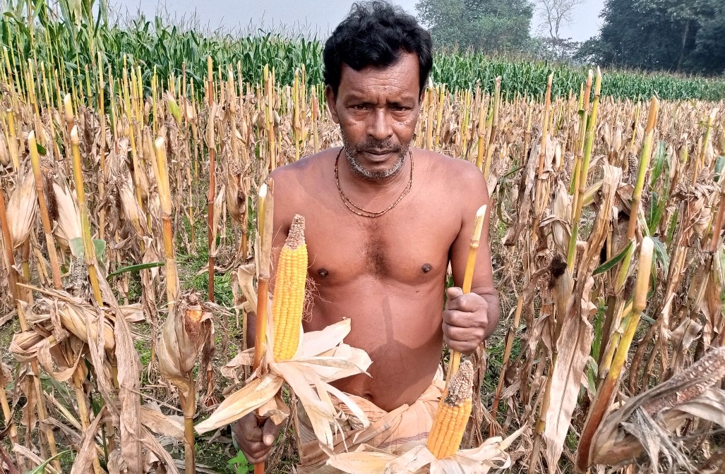 সোনাতলায় ভূট্টার বাম্পার ফলনে খুশিতে কৃষক