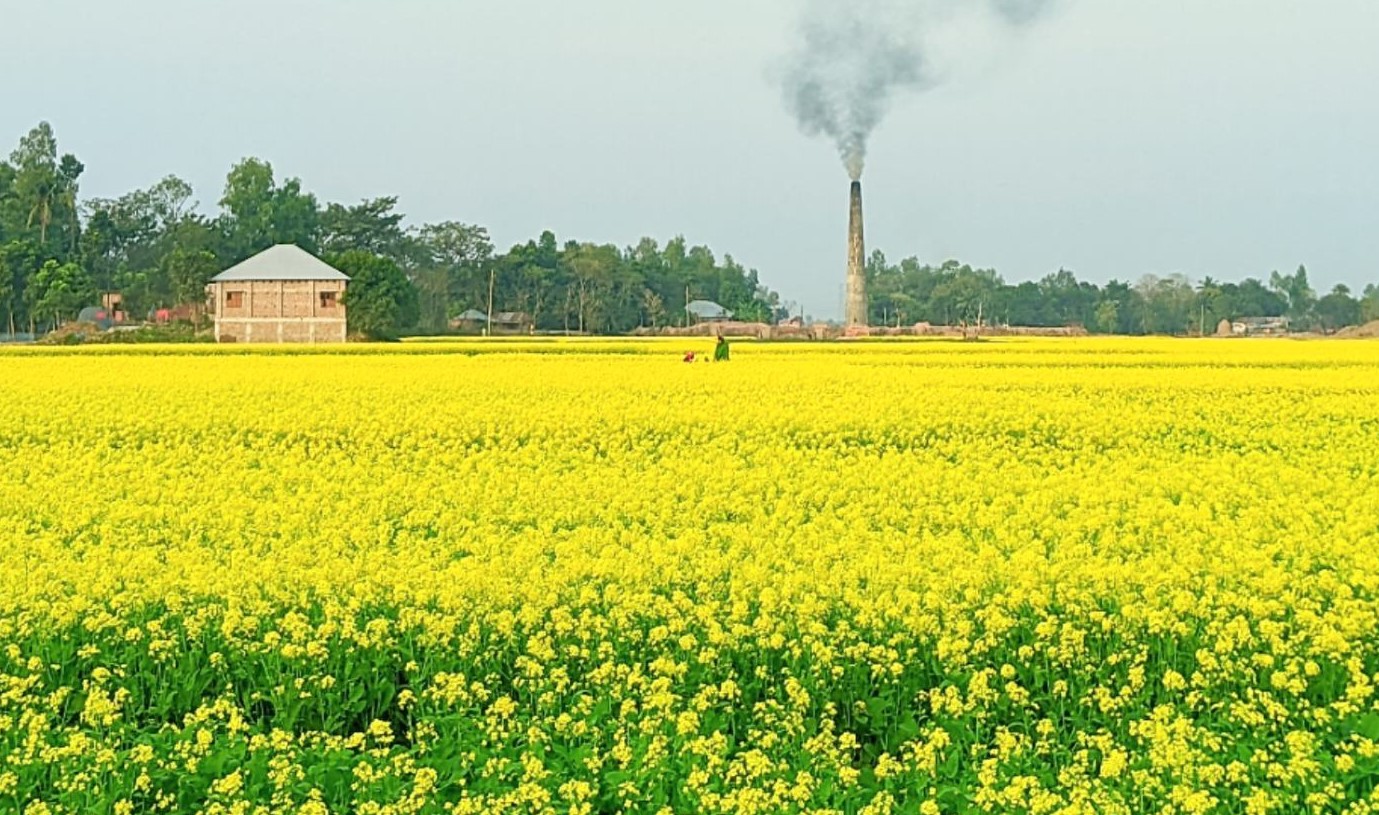 নওগাঁয় মাঠ জুড়ে সরিষা ফুলে হলুদের সমারোহ