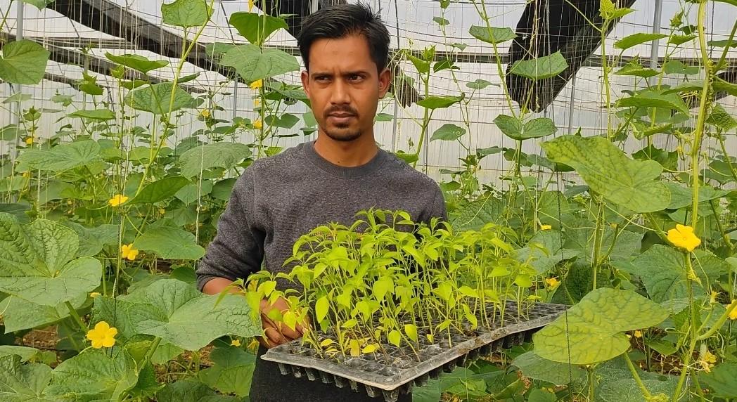 গোমস্তাপুরে পলিনেট হাউসের মাধ্যমে উচ্চ মূল্যের ফসল