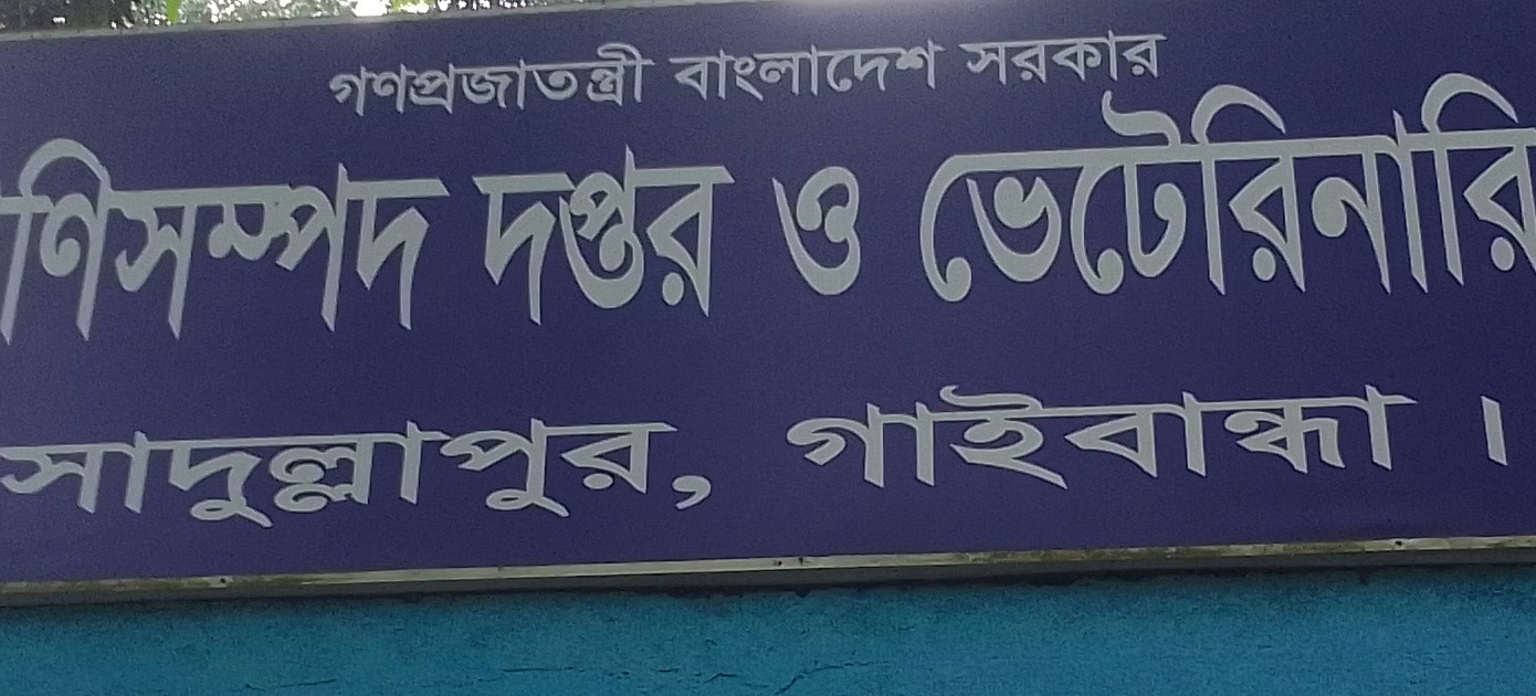 সাদুল্লাপুরে বিনামূল্যে ছাগলের পিপিআর টিকা ক্যাম্পেইন 