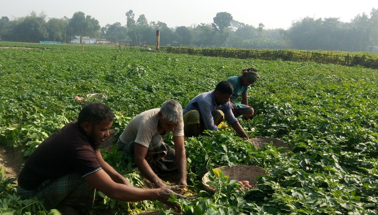 ফুলবাড়ীতে কমছে আলুর দাম দুশ্চিন্তায় কৃষক