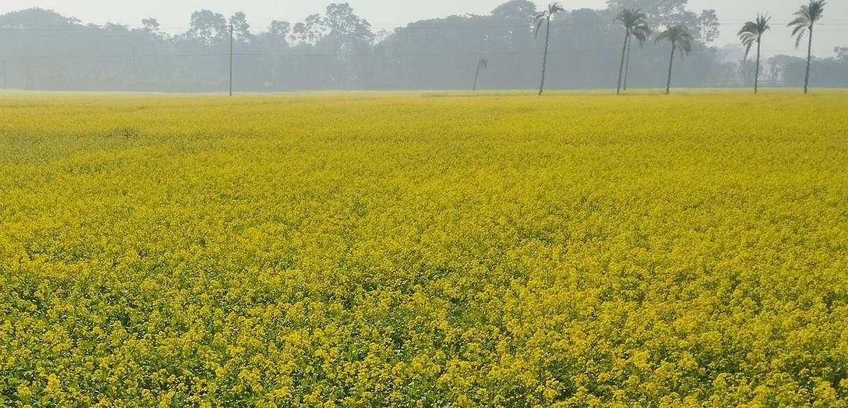 নড়াইলে ফসলের মাঠে দোল খাচ্ছে হলুদ সরিষা ফুল