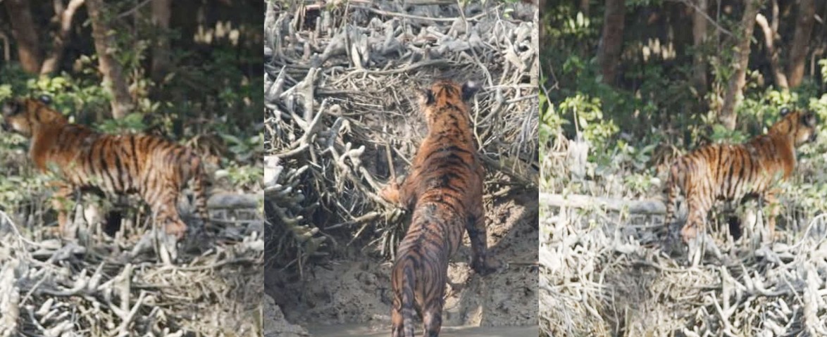 সুন্দরবনে একসাথে তিনটি বাঘের দেখা পেল পর্যটকরা