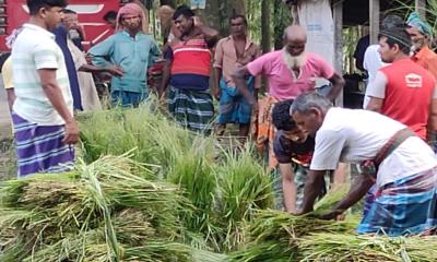 যমুনা পাড়ে ঘাস বিক্রি করে জীবিকা নির্বাহ