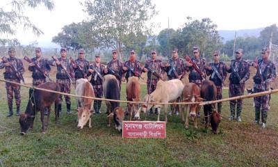 দোয়ারাবাজার সীমান্তে পাচারের সময় ৭টি ভারতীয় গরু জব্দ