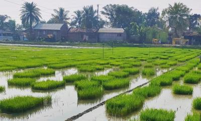 বোরো আবাদে ব্যস্ত নেত্রকোণার কৃষকরা