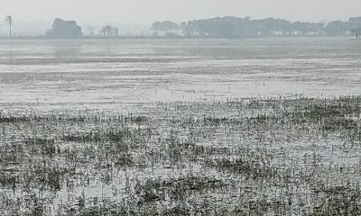 বোরো চাষ করতে না পারায় হতাশায় মনিরামপুরের কৃষক 