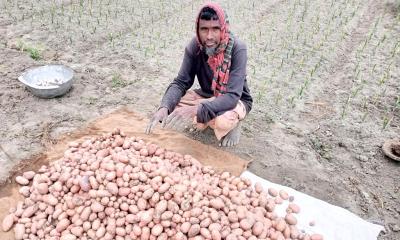 সোনাতলায় ৭৫ টাকার আলুর বীজ লাগিয়ে নতুন আলু ২০টাকায় বিক্রি 