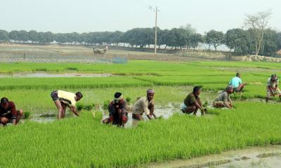 ফুলবাড়ীতে ফসলের মাঠে ব্যস্ত কৃষক