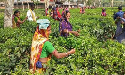 চা শ্রমিকদের উৎসব বোনাস প্রদান করা হচ্ছে না বলে অভিযোগ