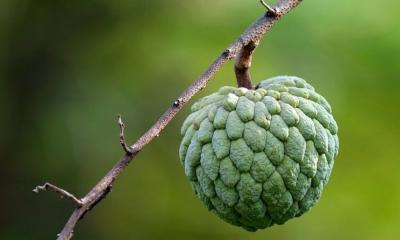 পুষ্টিগুণে ভরপুর আতা ফলে রয়েছে দারুণ কিছু 