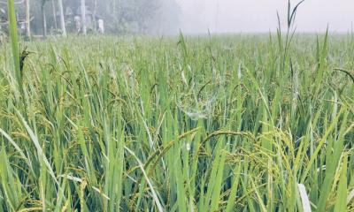 গাইবান্ধায় কুয়াশার মধ্য দিয়ে শীতের আগমনী বার্তা