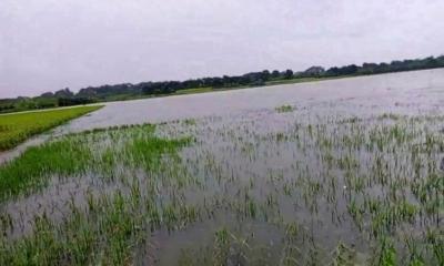 মেহেরপুরে বৃষ্টিতে বিনষ্ট ৪ হাজার হেক্টর জমির ফসল