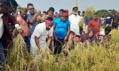 রামপালে বিনামূল্যে গরীব চাষীদের আমন ধান কাটা কর্মসূচীর উদ্বোধন