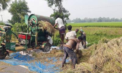 আদমদীঘিতে আগাম আমন ধান কাটা শুরু