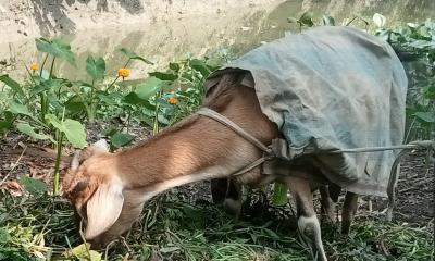 নাজিরপুরে শীতে কাবু গবাদিপশু