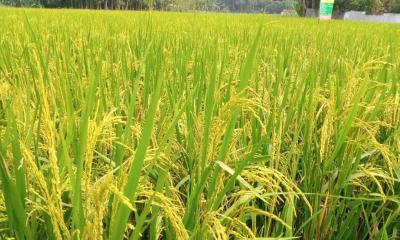 সোনাতলায় আমন ধানে পূরণ হবে কৃষকের স্বপ্ন